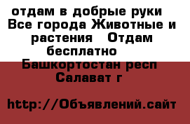 отдам в добрые руки - Все города Животные и растения » Отдам бесплатно   . Башкортостан респ.,Салават г.